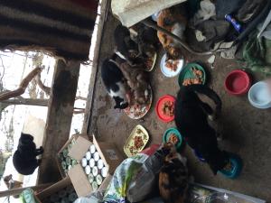 Прикачена снимка