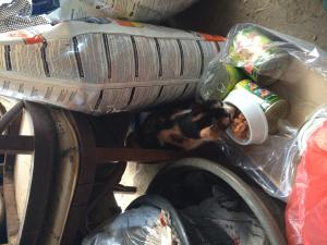 Прикачена снимка