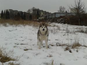 Прикачена снимка