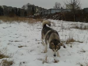 Прикачена снимка