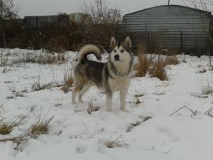 Прикачена снимка