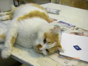 Прикачена снимка