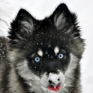 Прикачена снимка