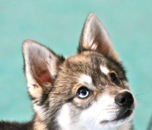 Прикачена снимка