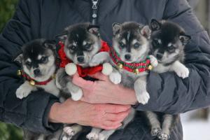 Прикачена снимка