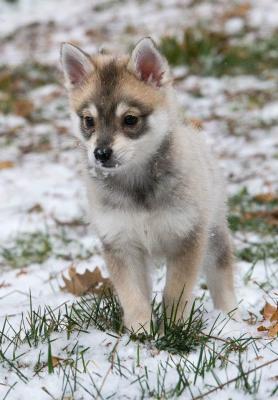 Прикачена снимка