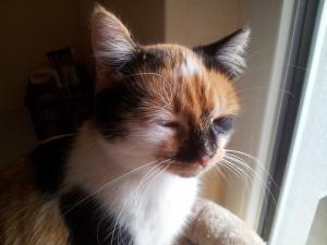 Прикачена снимка