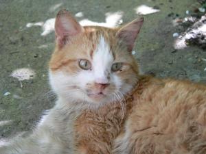 Прикачена снимка