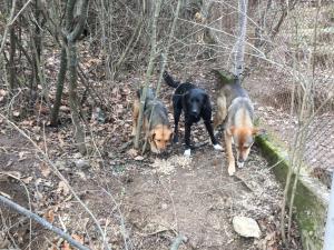 Прикачена снимка