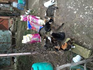 Прикачена снимка