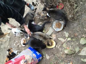 Прикачена снимка