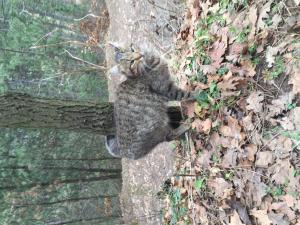 Прикачена снимка