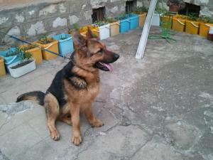 Прикачена снимка