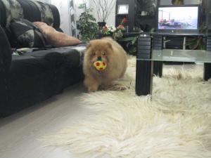 Прикачена снимка
