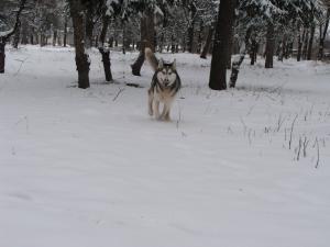 Прикачена снимка