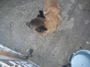 Прикачена снимка