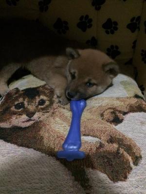 Прикачена снимка