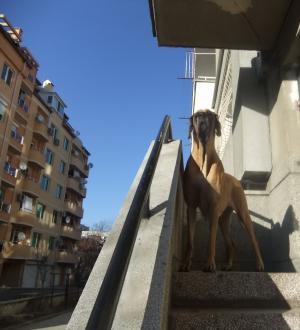 Прикачена снимка