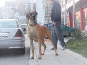 Прикачена снимка