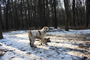 Прикачена снимка