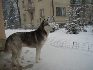 Прикачена снимка