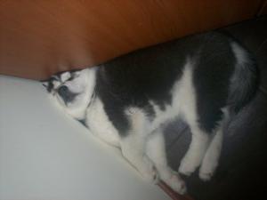 Прикачена снимка