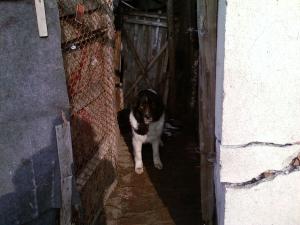 Прикачена снимка