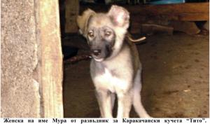 Прикачена снимка