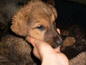 Прикачена снимка
