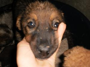 Прикачена снимка