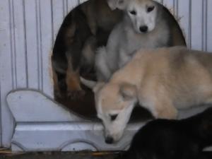 Прикачена снимка