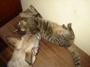 Прикачена снимка