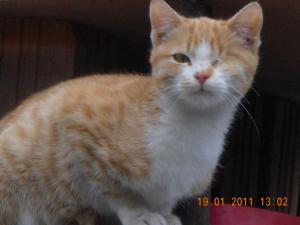 Прикачена снимка