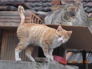 Прикачена снимка