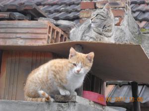 Прикачена снимка