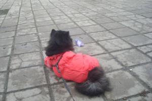 Прикачена снимка