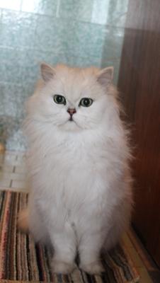 Прикачена снимка