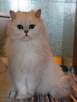 Прикачена снимка