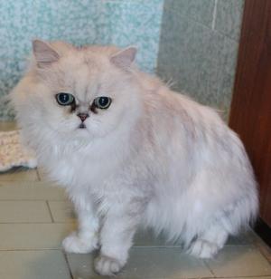Прикачена снимка
