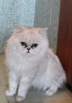 Прикачена снимка