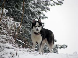 Прикачена снимка
