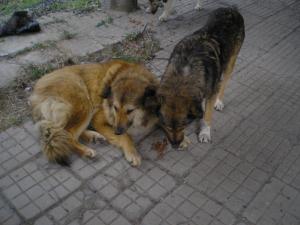 Прикачена снимка