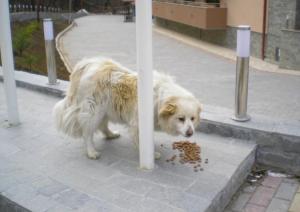 Прикачена снимка