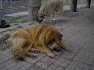 Прикачена снимка