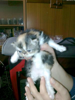 Прикачена снимка