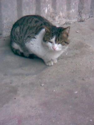 Прикачена снимка
