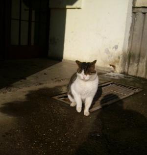 Прикачена снимка