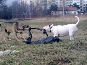 Прикачена снимка