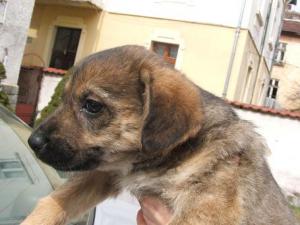Прикачена снимка