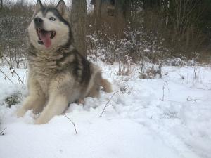 Прикачена снимка